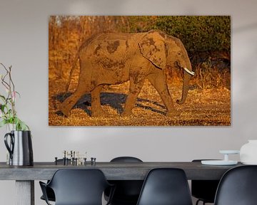 Elephant in the evening light by W. Woyke