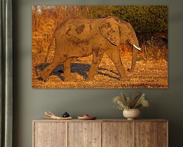 Elefant im Abendlicht - Afrika wildlife
