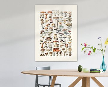 Mushrooms vintage botanical drawing Millot by Studio Patruschka