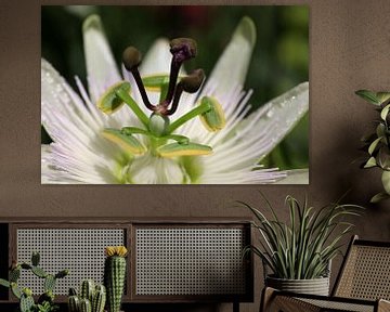 Gros plan du cœur de la fleur de la Passion sur W J Kok