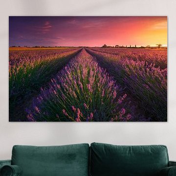 Sunset over lavender fields in Tuscany by Stefano Orazzini