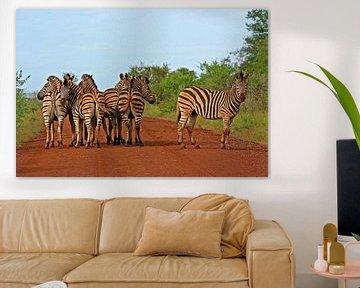 Zebras in Africa sur ManSch