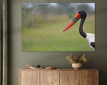 Saddle Billed Storch van ManSch