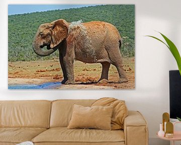 Elephant by Manuel Schulz
