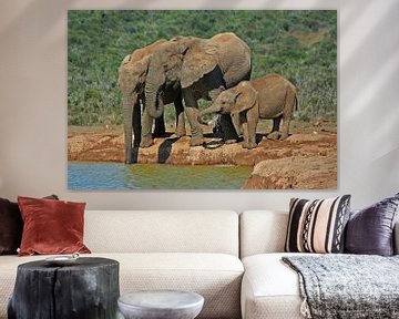 Elephants van Manuel Schulz