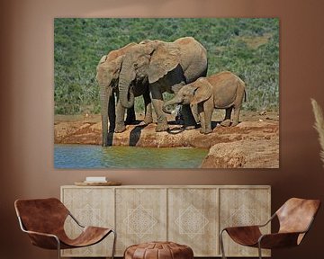 Elephants by Manuel Schulz