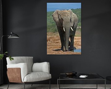 Olifant Addo Nationaal Park Zuid-Afrika van Manuel Schulz