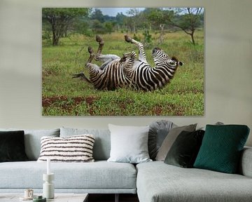 Zebra in South Africa by ManSch