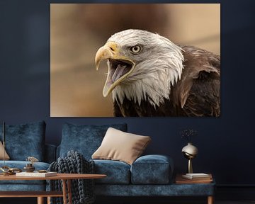 Tête de l'aigle de mer américain sur KB Design & Photography (Karen Brouwer)