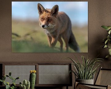 Renard se promène dans la nature lors d'une journée ensoleillée sur Jolanda Aalbers