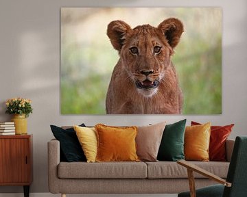 Lion in Africa van Manuel Schulz