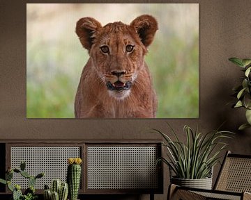 Lion in Africa by ManSch