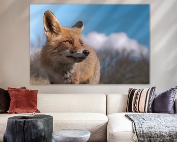 Fuchs aus der Nähe mit schönem blauen Hintergrund von Jolanda Aalbers