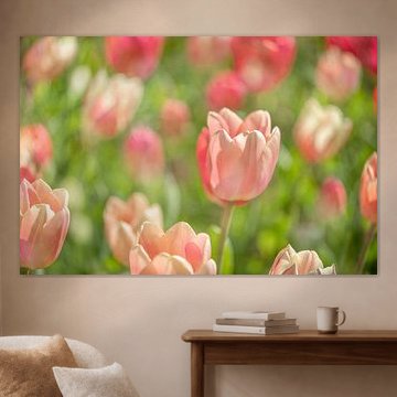 Champ de tulipes roses