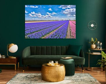 Colourful bulb field with blooming hyacinths