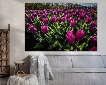 Paarse tulpenvelden in lentetijd