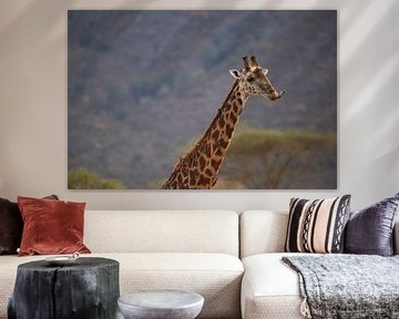 Giraffe portret, met tong, Afrika Kenia van Fotos by Jan Wehnert