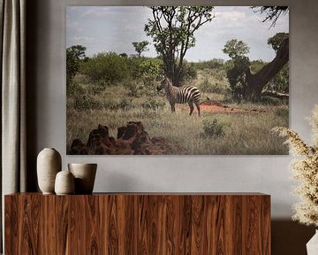 Zebra in de savanne, landschapsopname van Fotos by Jan Wehnert