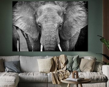 Close-up elephant head in black and white by Eveline Dekkers