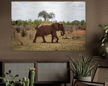 Kudde olifanten op de savanne Kenia, Afrika van Fotos by Jan Wehnert