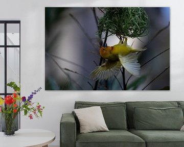 Weaver bird, Ploceidae, Widah finches building a nest by Fotos by Jan Wehnert