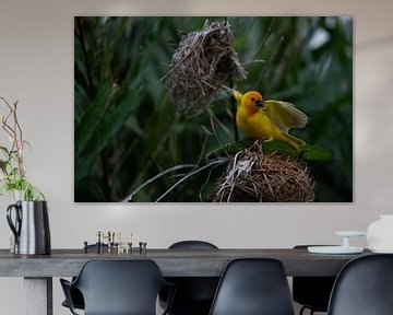 Oiseau tisserand, Ploceidae, Pinson des arbres en train de construire son nid sur Fotos by Jan Wehnert