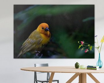 Weaver bird, Ploceidae, Widah finches building a nest by Fotos by Jan Wehnert