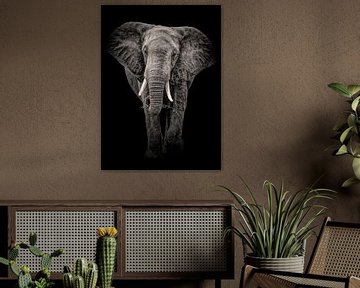 Eléphant noir et blanc sur Marjolein van Middelkoop