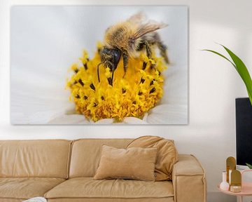 Biene auf Blüte. von Marijke van der Ven