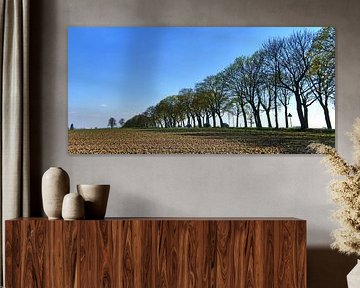 Panorama de l'allée des arbres