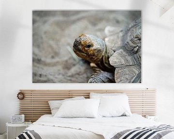 Schildpad in het zand van Animaflora PicsStock