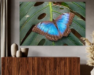 Papillon bleu morpho sur une feuille sur Animaflora PicsStock