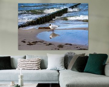 Mouette sur la plage de la mer Baltique sur Animaflora PicsStock