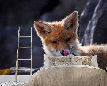 Der junge Fuchs ist hungrig! von Tom Zwerver