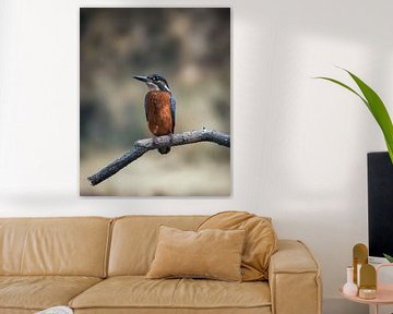 Kingfisher by Tom Zwerver