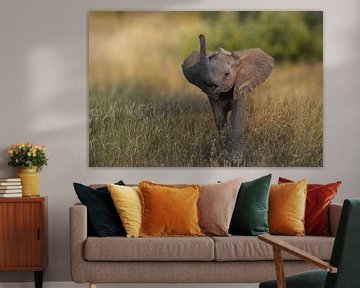 Un éléphanteau fait sentir sa présence
