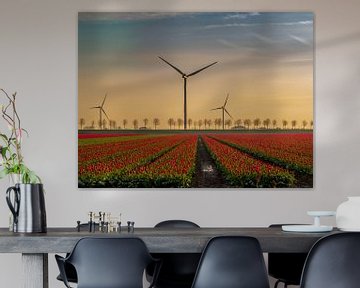 Bollenveld Goeree Overflakkee