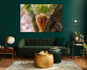Golden lion monkey Face