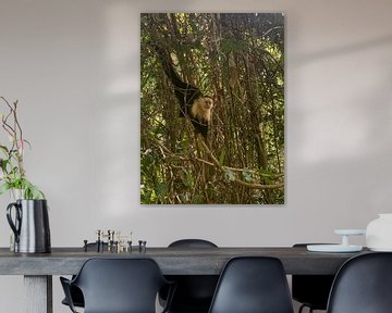Capuchin monkey in Costa Rica by Noortje Van Campenhout