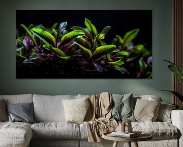 Cryptocoryne Wendtii: Een onderwater prachtwerk in groen en paars van Surreal Media