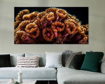 Champignon corallien coloré dans le récif corallien aux Philippines sur Surreal Media