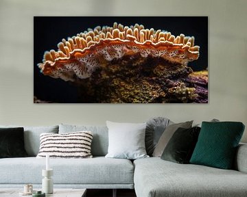 Oranje paddenstoelen golven op koraal canvas van Surreal Media