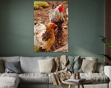 Poulet et coq sur Nienke Anne Photography