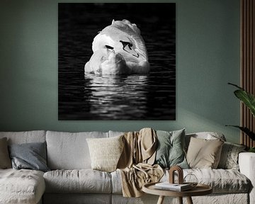 the swan by Silvio Schoisswohl