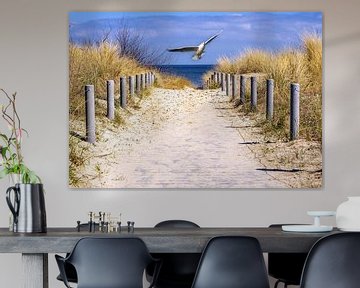 Strandweg an der Ostsee auf Usedom mit Möwe von Animaflora PicsStock