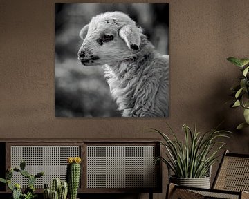 Lamb by Silvio Schoisswohl