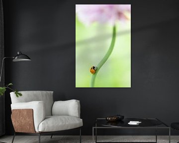 Lieveheersbeestje op bloem van Marlonneke Willemsen