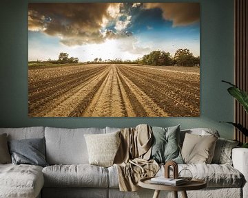 Harvesting potatoes 2 by Andy Troy