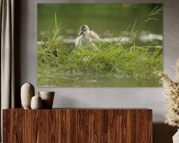 Kluut met pullen van Rinnie Wijnstra (FotoAmeland )