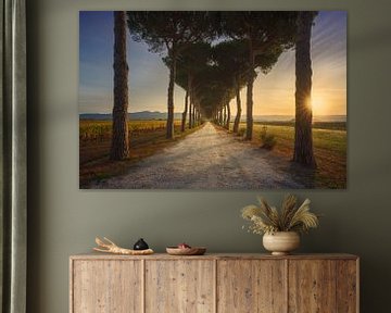 Bolgheri, pine tree lined road and vineyards by Stefano Orazzini